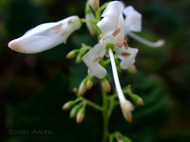 Elliottia paniculata