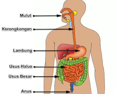 Sistem Organ Tumbuhan, Hewan dan Manusia Pengertian, Fungsi, Macam, Gambar, Contoh Soal dan Pembahasan