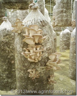 Mushroom3