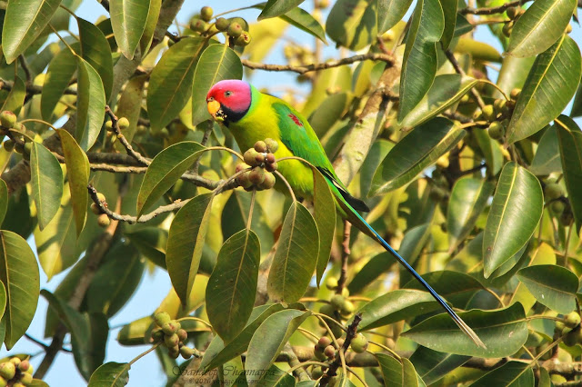 male Plum-headed Parakeet