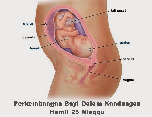 Perkembangan bayi dalam kandungan hamil 25 minggu, perkembangan fetus bayi ibu mengandung 25 minggu, hamil minggu kedua puluh lima mengandung, wanita hamil mengandung 6 bulan trimester dua 2, tanda mengandung usia 25 minggu, kondisi keadaan orang mengandung umur kandungan 25 minggu, baju mengandung, cara mengandung, bila tarikh mengandung, gambar bayi fetus 25 minggu