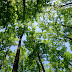 Trivale trees