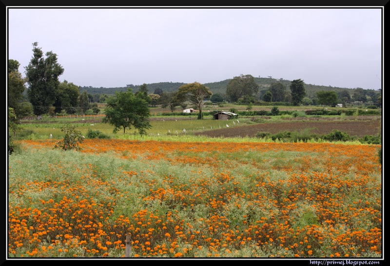 Flower Field