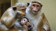 mienten animales