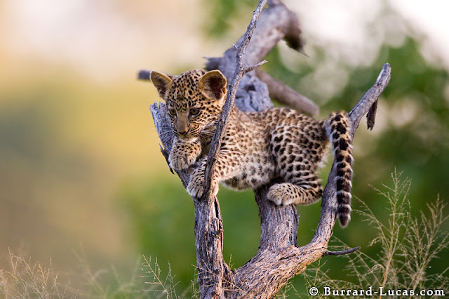 African wildlife photography by Burrard-Lucas, wildlife photos, animal photos, animal pictures, amazing animal photos, wonderful animal pictures