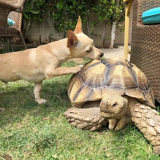 Una tortuga gigante y un perro son mejores amigos