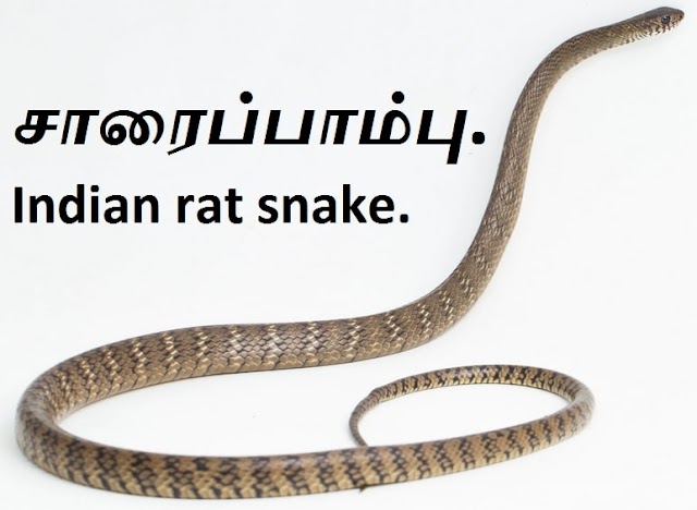 சாரைப் பாம்பு - Sarai Pambu - rat snake.