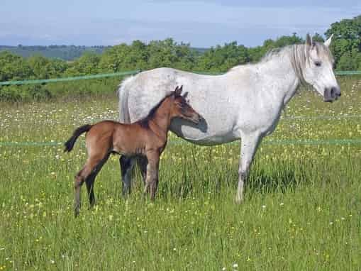 Horse breeding information