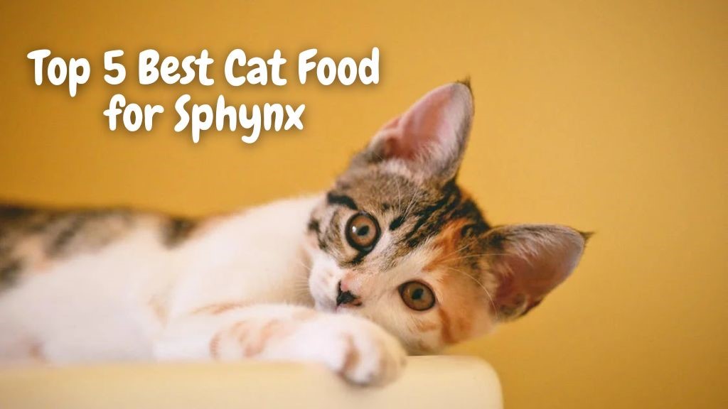 Top 5 Best Cat Food for Sphynx Keeping Your Hairless Feline Healthy and Happy