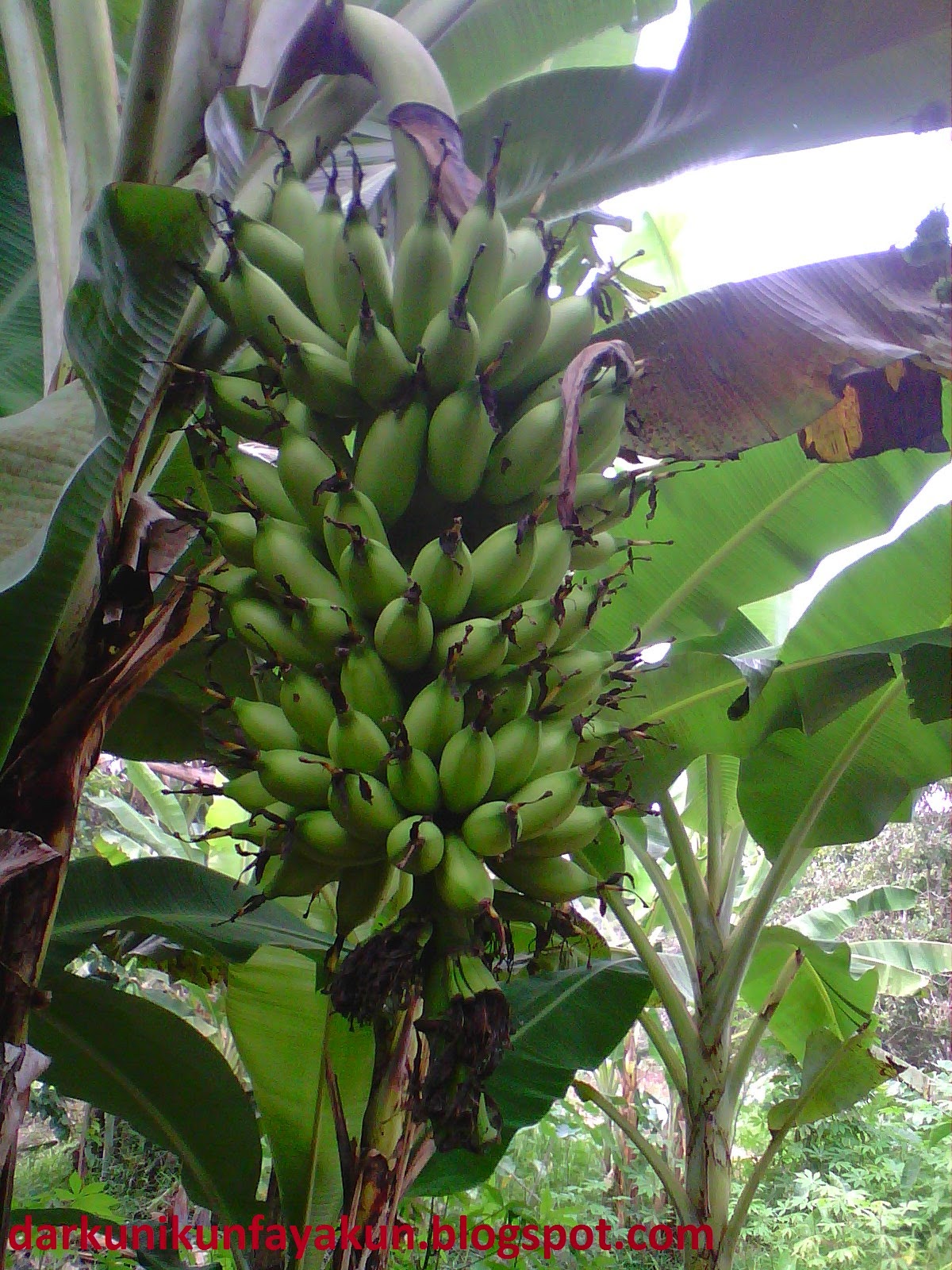 Cara Menghaluskan Kulit Wajah Dengan Pisang