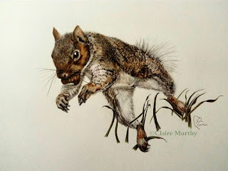 coloured pencils squirrel