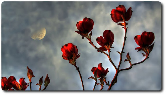 red flowers HDR