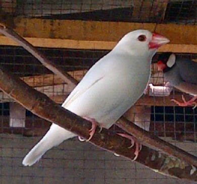 burung gelatik: juli 2014