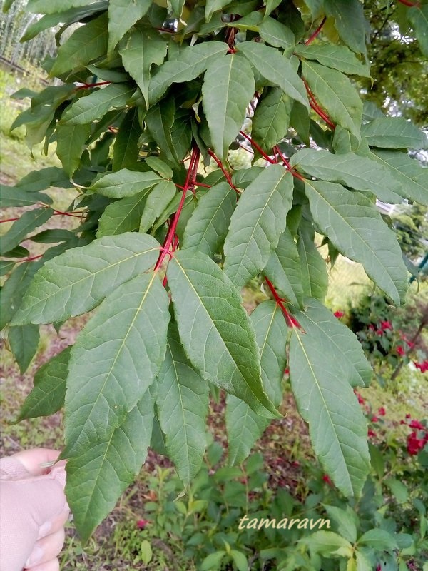 Клён маньчжурский (Acer mandshuricum)