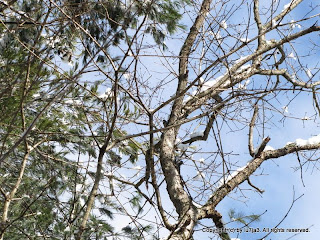 Black-Capped Chickadee