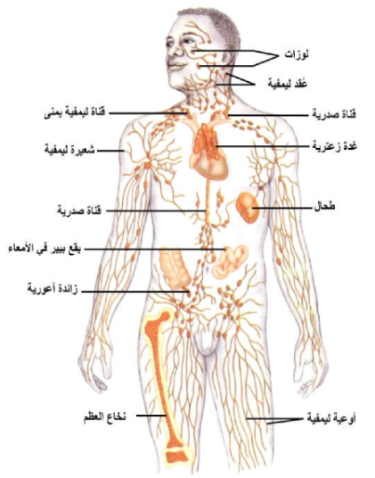 الأنسجة الليمفية الثانوية : العقد الليمفية Lymph Nodes - الطحال Spleen - اللوزات Tonsils