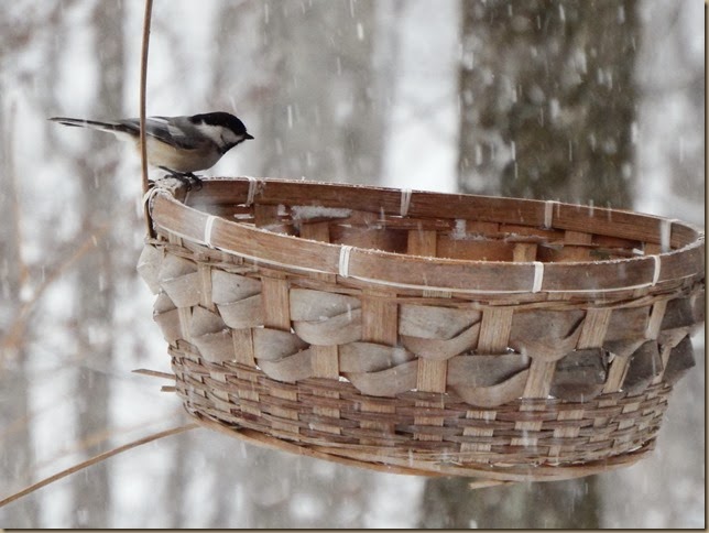 chickadee perched on bird feeder basket excellent