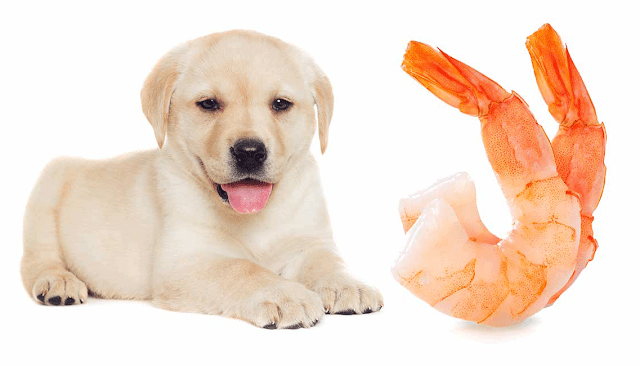 Can Dogs Eat Shrimp? Is Shrimp Safe For Dogs?