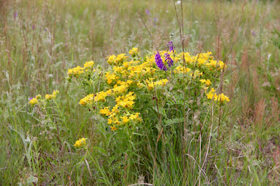 hoary puccoon cluster