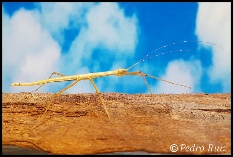 Ninfa hembra L5 de Lamachodes sp. "Nui Chua", 5,3 cm de longitud