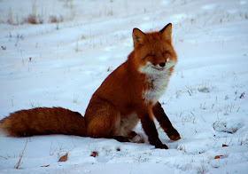 Funny animals of the week - 7 February 2014 (40 pics), smiling fox picture