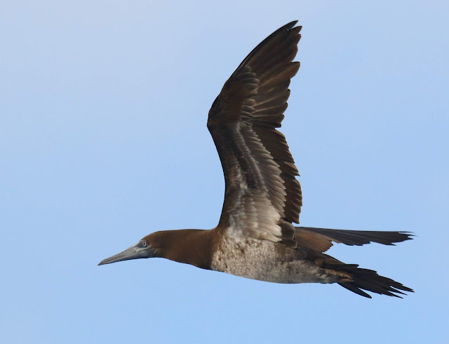 Immature Brown Booby