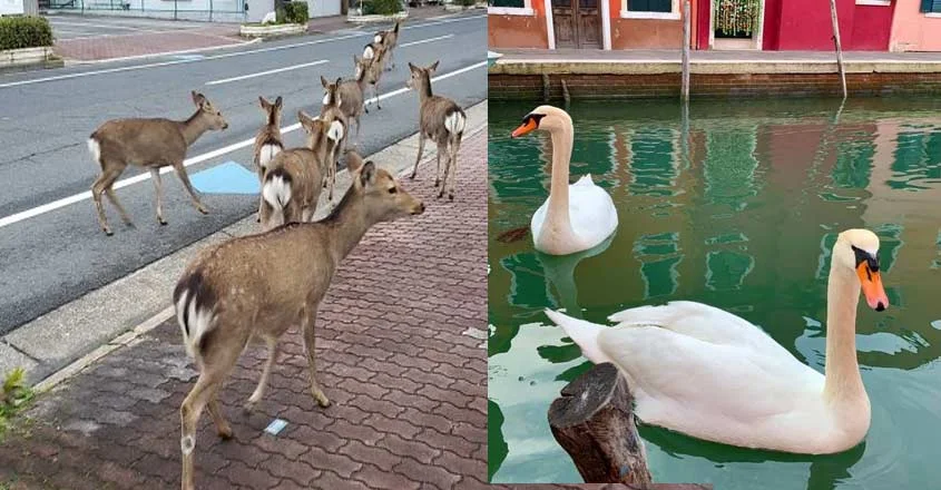 Deers and Swans on Streets