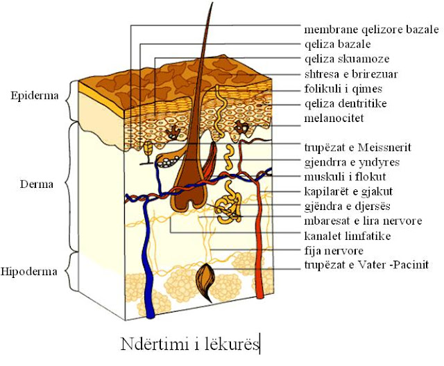 lekura,ndertimi i lekures,lekura,lekure