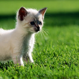 kucing persia imut @ Digaleri.com