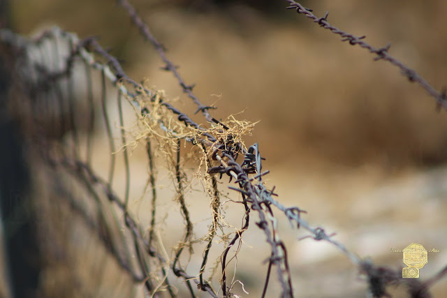 Closeup Of Barbed Wire And Dried Vines In Tawny Photography