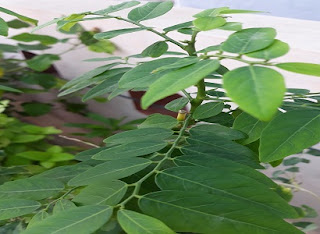 chakramuni plant