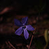 Today's Flowers:  Periwinkle