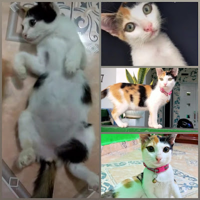 Syarat Steril Kucing di Batam