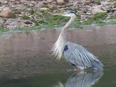 HERON