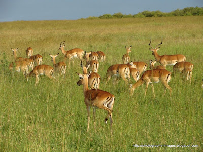 DoaAntiques: Jungle Lifepictures African Jungleanimals