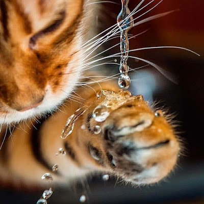 Foto de gatito curioseando con agua