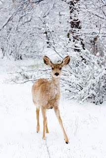 ceylan kar geyik snow winter