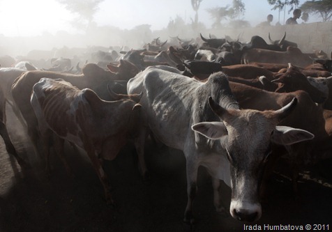 Cows 1