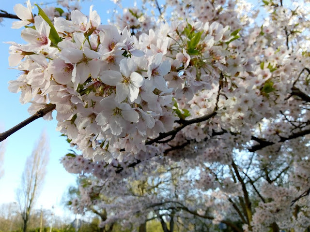 オランダの家の近所に咲いていた桜