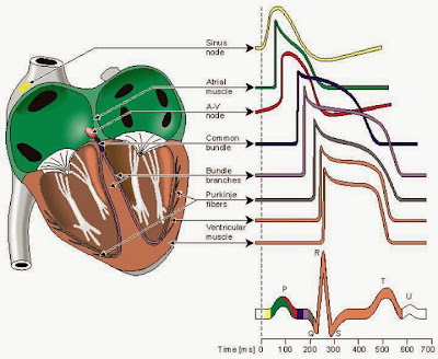 Interpretasi EKG