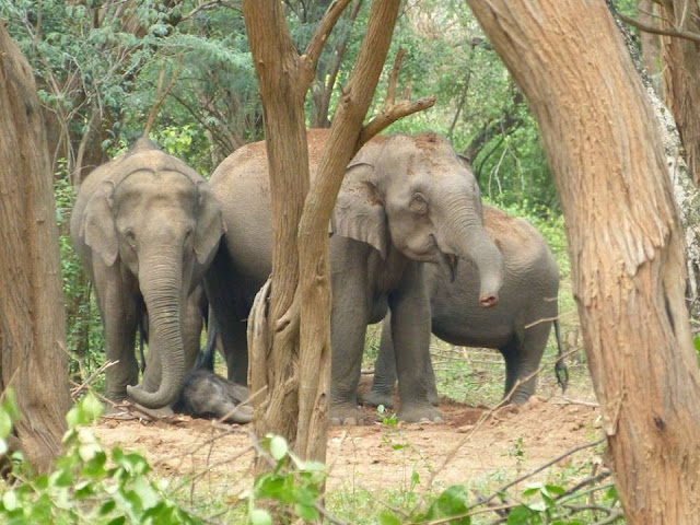 elephants sauvage kerala