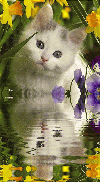 Animated Cat GIF