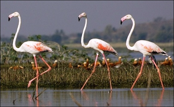 greater flamingo