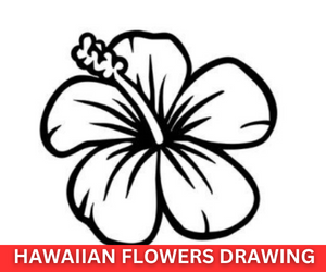 Hawaiian Flowers Drawing