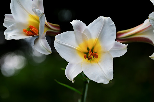 The Meaning of Lily Flower