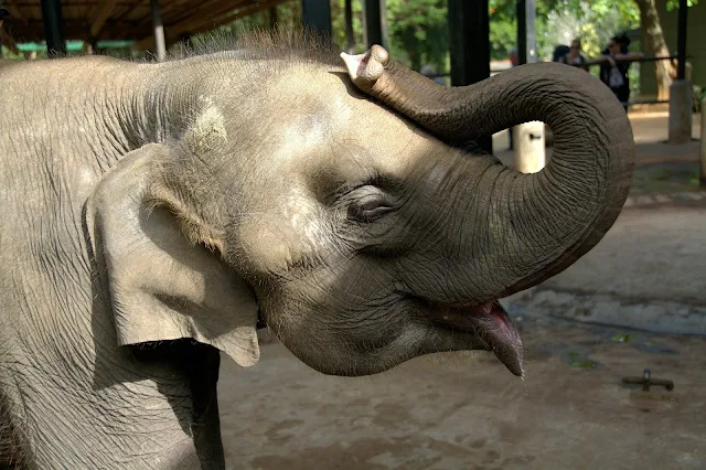 Udawalawe Elephant transits home