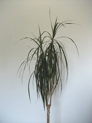 dracaena marginata