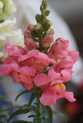 2010-06-07_008