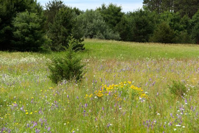 sand plain meadow wildflowers