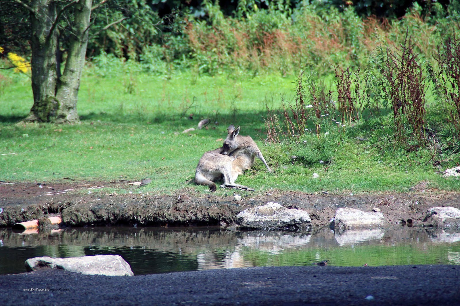 Cerita Kembara Kami: Kangaroo di Fota Wildlife Park, Cork 